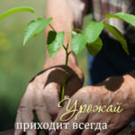 Урожай приходит всегда