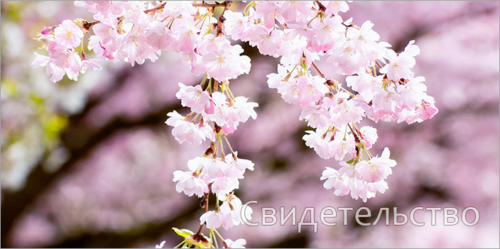 Свидетельство